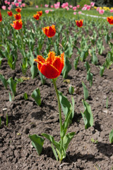 Red fringed tulip flower with yellow petal edge