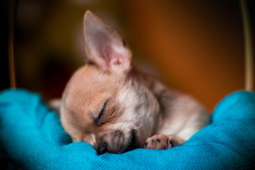 Chihuahua puppy sleeps in the basket