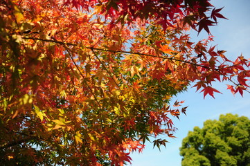 日本庭園の紅葉と空
