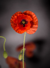 poppy flowers, poppy, motley poppy flowers