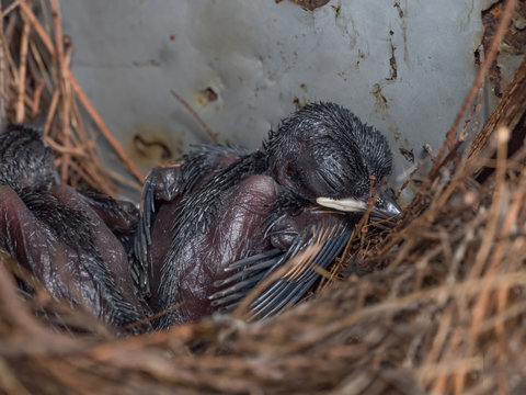 Baby Pigeon Nest in load panel box