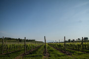 Fototapeta na wymiar Wineyard in Pozzolengo, Italy