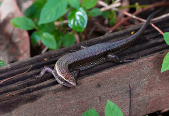 Juvenile reptile Coastal trail of Sungei Buloh, Singapore