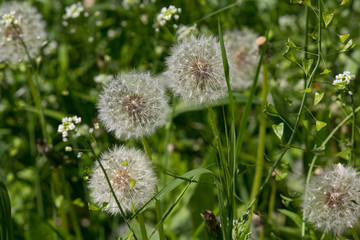 Fluffy dandelions among the grass. Nature