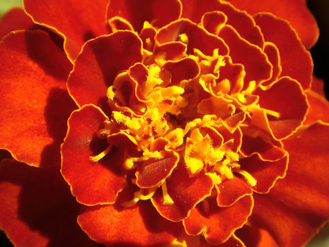 Horizontal shot of a French marigold flower, also known as Tagetes patula, in the garden, vivid color splash concept: red, orange, yellow, home grown cultivar, horticulture and selective breeding