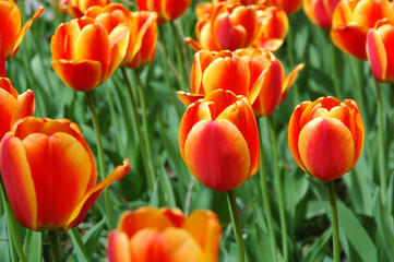 Bright red and yellow tulips growing in a field, a classic spring beautiful flower bringing a splash of vivid color to streets, parks and gardens, bulbous plant suited for colder, continental climates