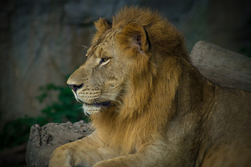 lion, mammal, africa, black, pride, portrait,  dangerous, cat, king, predator, mane, background, wild, nature, big, animal, safari, wildlife