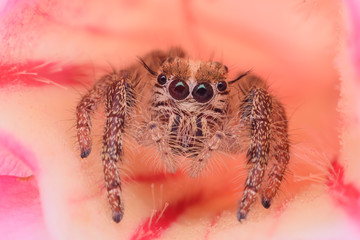 Super macro female Hyllus diardi or Jumping spider on Desert Rose