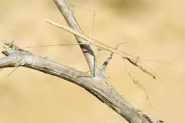 small mantis on a branch
