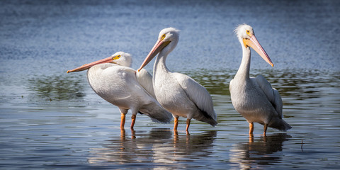 Three White Pelicans In Lake