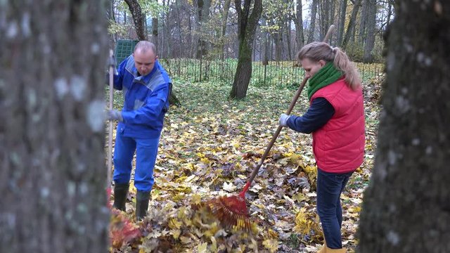 people woman man rake dry autumnal leaves in park. 4K
