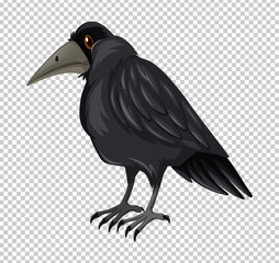 Wild crow on transparent background