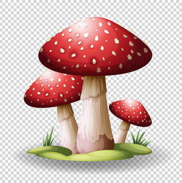 Red mushrooms on transparent background