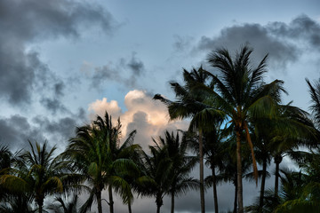 Fototapeta na wymiar Coconut beach,Miami