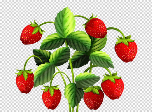 Fresh strawberry bush on transparent background