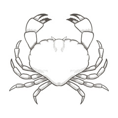 Crab drawing on white background. Hand drawn outline seafood illustration.