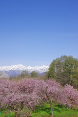 小川村の桜と北アルプス