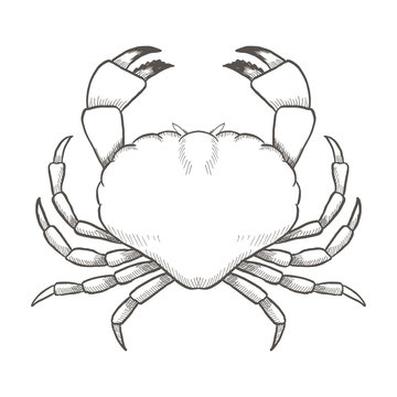 Crab drawing on white background. Hand drawn outline seafood illustration.