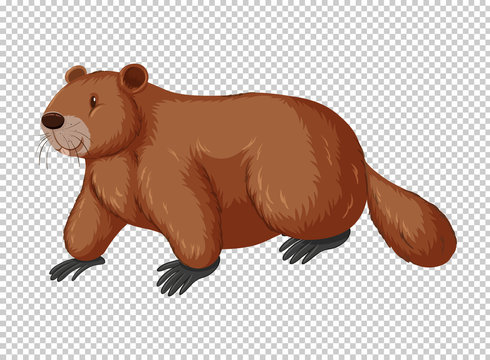 Brown beaver on transparent background