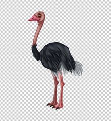 Ostrich on transparent background