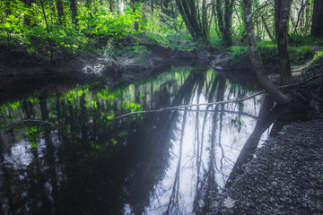 Teich im Wald