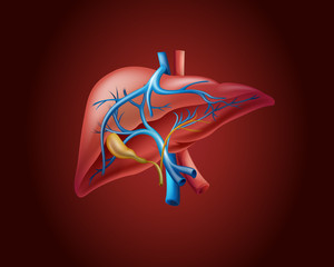 Human liver on red background