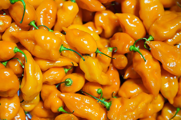 Horizontal food background with shiny and healthy organic Habanero peppers, at a produce stand in the Farmer's market.