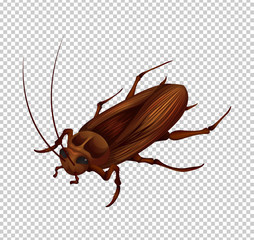 Cockroach on transparent background