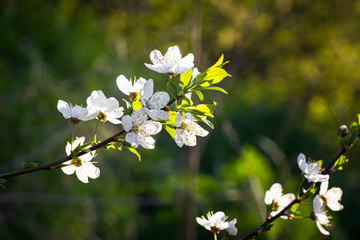 Spring flowering cherry, white flowers