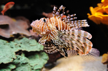 Lionfish (Turkeyfish) in the Red Sea.