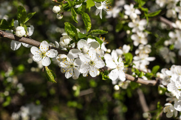 Spring flowering cherry, white flowers