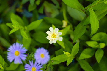 Small yellow flower in the park