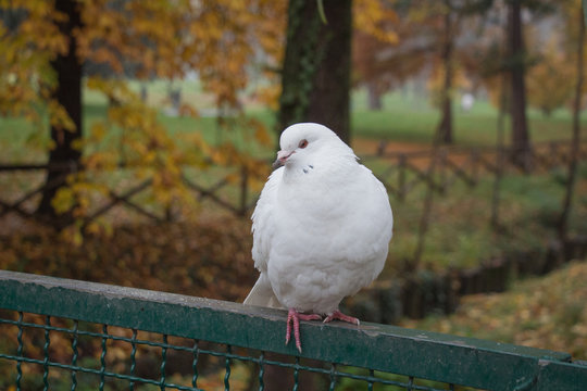 White dove sitting on a fence.