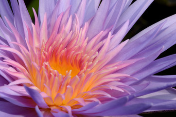 Purple Lotus.