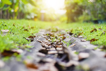 Dry leaves in the drain ditch