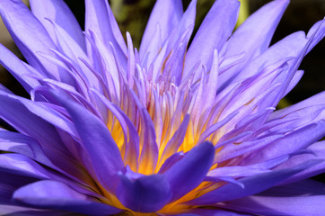 Purple Lotus.