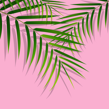 Exotic tropical palm leaves. Botanical leaves on millenial pink background. Exotic background
