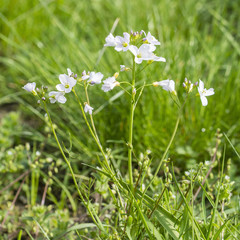 White flowers of meadow creeper - Cardamine pratensis.