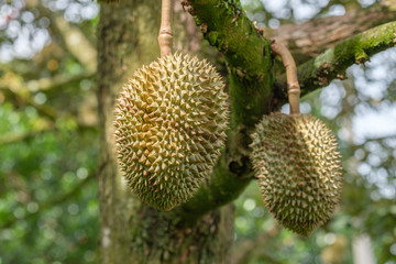 Durians and trees