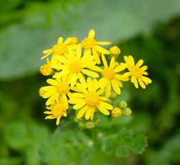 Obraz premium The small yellow wildflowers.