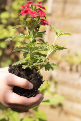 Child`s hands hold on seedlings of red verbena flowers on a sunny day. A children's hobby and activity is planting flowers in a garden.