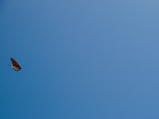 Butterfly flying
