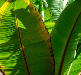 Texture of green leaf