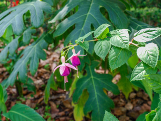 Aculops fuchsiae