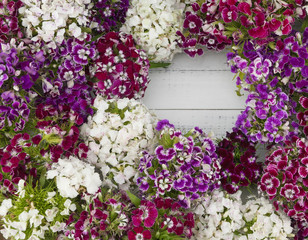 Sweet william flowers background with round copy space
