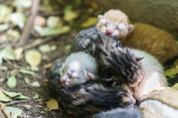 Newborn cats sleeping together