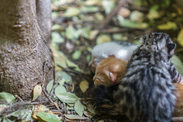 Newborn cats sleeping together