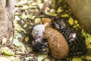 Newborn cats sleeping together