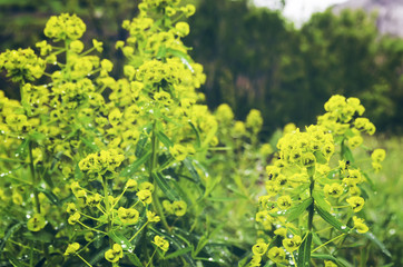 Yellow flowers blossoming in spring time, natural background
