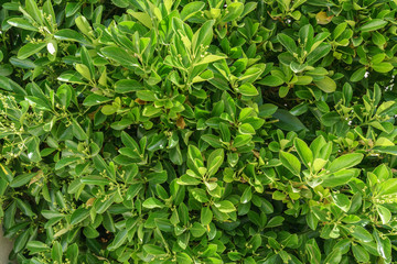 Buxus sempervirens